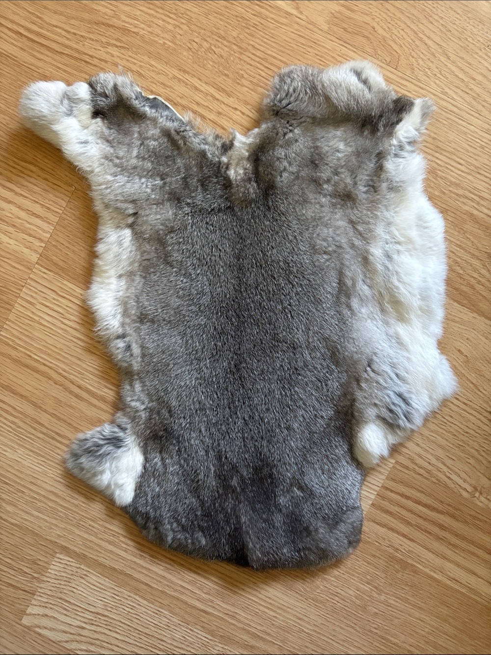 B0081 Rex rabbit hide